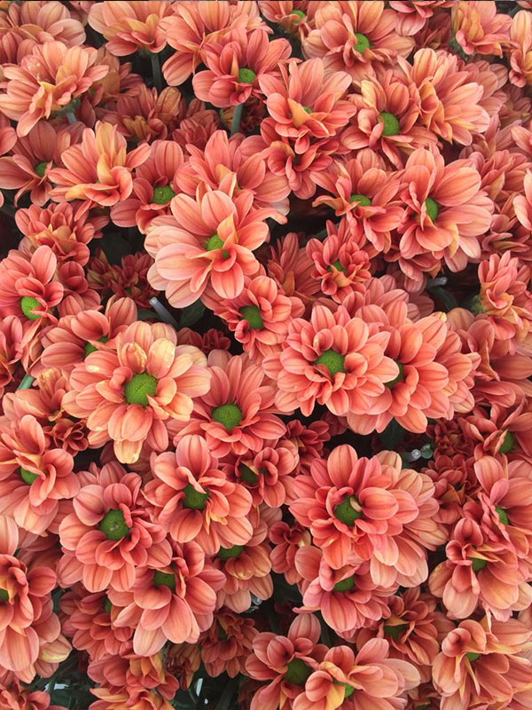 Wholesale Chrysanthemum